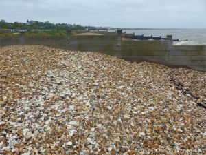 Oyster shells on a shingle strandline between breakwaters