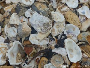 Oyster shells on a shingle strandline on the seashore