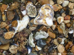 Oyster shells on a shingle strandline at the seashore