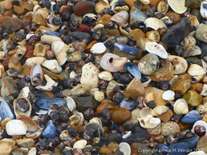Seashells on a shingle strandline
