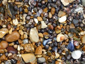 Seashells on a shingle strandline