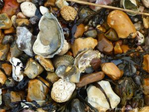 Seashells on a shingle strandline