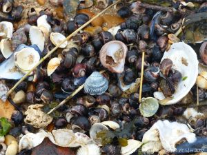 Seashells on a shingle strandline