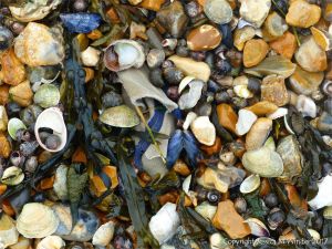 Seashells on a shingle strandline