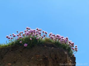 Pink flowers of Thrift (Armeria maritima) growing on cliffs