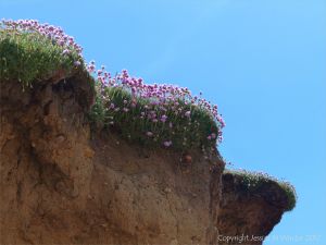 Pink flowers of Thrift (Armeria maritima) growing on cliffs