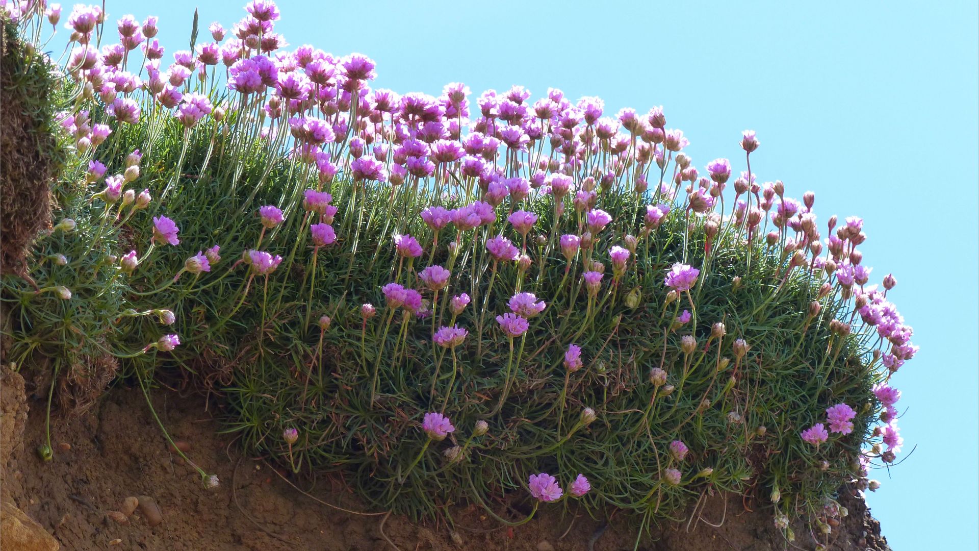 Pink flowers of Thrift (Armeria maritima) growing on cliffs