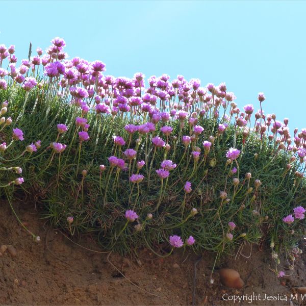 Pink flowers of Thrift (Armeria maritima) growing on cliffs