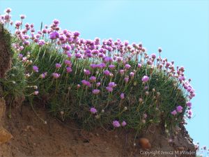 Pink flowers of Thrift (Armeria maritima) growing on cliffs