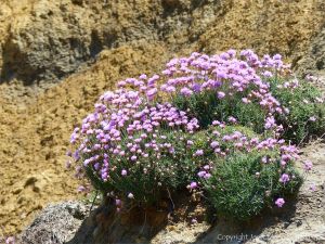 Pink flowers of Thrift (Armeria maritima) growing on cliffs