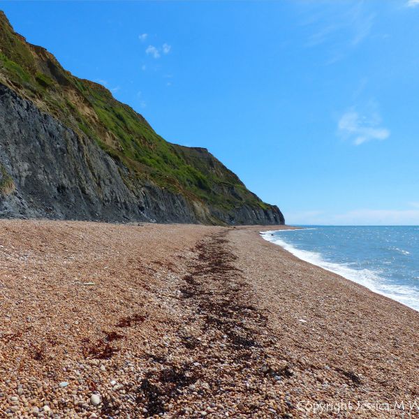 Looking east on Seatown beach at the dark strandline of dried seaweed