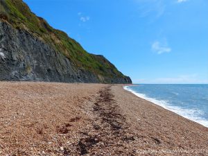 Looking east on Seatown beach at the dark strandline of dried seaweed