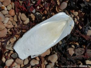 Cuttle fish bone and red seaweed on the strandline