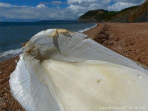 Close-up detail of cuttlebone texture and shape