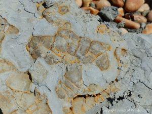 Odd rusty formations in a piece of broken Eype Clay at Seaton in Dorset