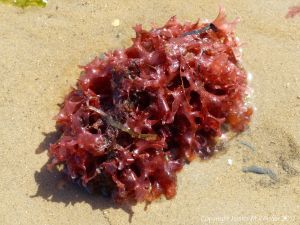 Red seaweed washed ashore on a sandy beach