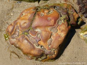 Beach stone on sandy beach