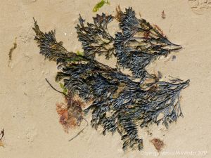 Wrack seaweed washed ashore on sand