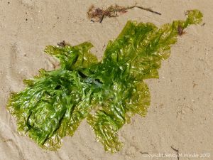 Green Sea Lettuce seaweed washed up on a sandy beach