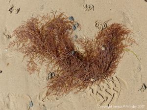 Red seaweed washed ashore