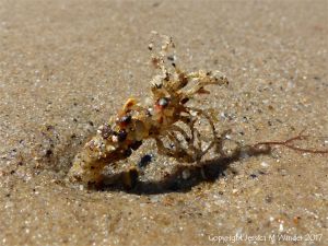 Sand tube of marine worm on a beach