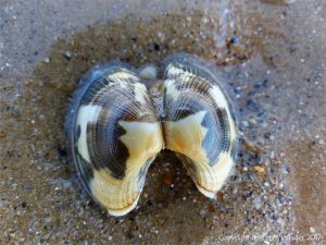 Empty Manila Clam shell on the seashore