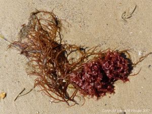 Red seaweeds washed ashore