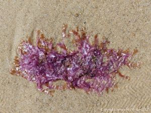 Red seaweed drying on a sandy beach