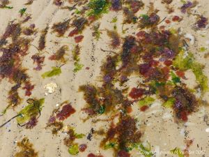 Small, soft, seaweeds at the seaside in Studland Bay