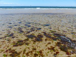 Small, soft, seaweeds at the seaside in Studland Bay