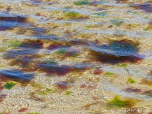 Small, soft, seaweeds at the seaside in Studland Bay