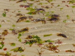 Small, soft, seaweeds at the seaside in Studland Bay