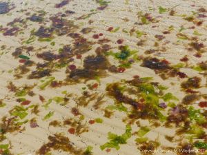 Small, soft, seaweeds at the seaside in Studland Bay