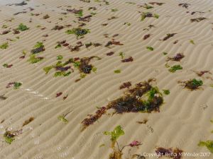 Small, soft, seaweeds at the seaside in Studland Bay