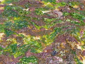 A multi-coloured mat of small, soft, seaweeds washing ashore at Studland Bay