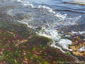 A multi-coloured mat of small, soft, seaweeds washing ashore at Studland Bay