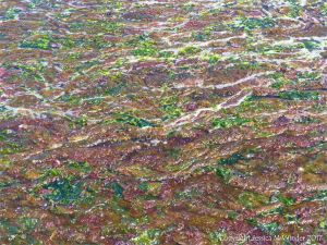 A multi-coloured mat of small, soft, seaweeds washing ashore at Studland Bay