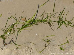 Eel grass washed up on a sandy beach