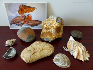 Collection of natural curiosities on my mantlepiece