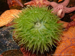 Giant green sea anemone and starfis from the North West Pacific Coast