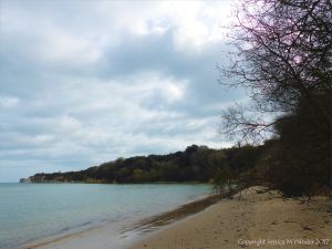 Small trees that have fallen down a cliff as the result of erosion by waves