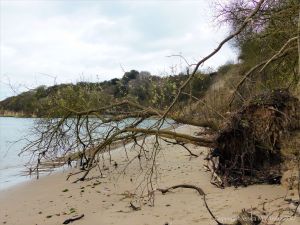 Small trees that have fallen down a cliff as the result of erosion by waves