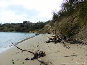 Small trees that have fallen down a cliff as the result of erosion by waves