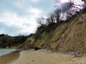 Small trees that have fallen down a cliff as the result of erosion by waves