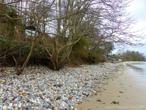Small trees growing in sand and pebbles where wave action has washed away soil at the top of the beach