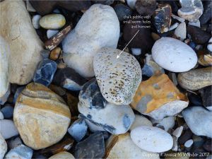 Chalk pebble with worm holes amongst flints on the beach at Studland in Dorset, England