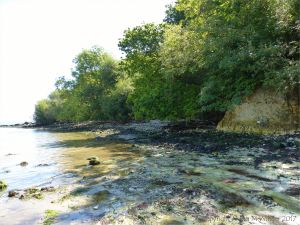 View of South Beach at Studland where the chalk rock platform is exposed