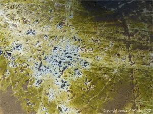 Small holes made by marine worms in algae-covered chalk bedrock at South Beach in Studland Bay