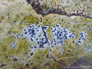 Small holes made by marine worms in algae-covered chalk bedrock at South Beach in Studland Bay