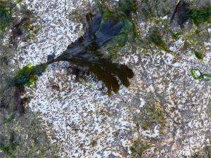 Small holes made by marine worms in chalk bedrock at South Beach in Studland Bay